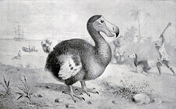 An 1893 illustration of dodo birds being hunted